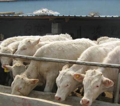 优质育肥牛紧急销售 西门塔尔、利木赞、夏洛莱品种1000头待售