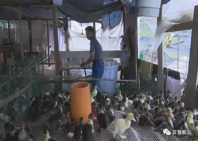 紧扣产业‘八要素’，走出脱贫‘新路子’——紫云四大寨乡家禽销售的转型与发展