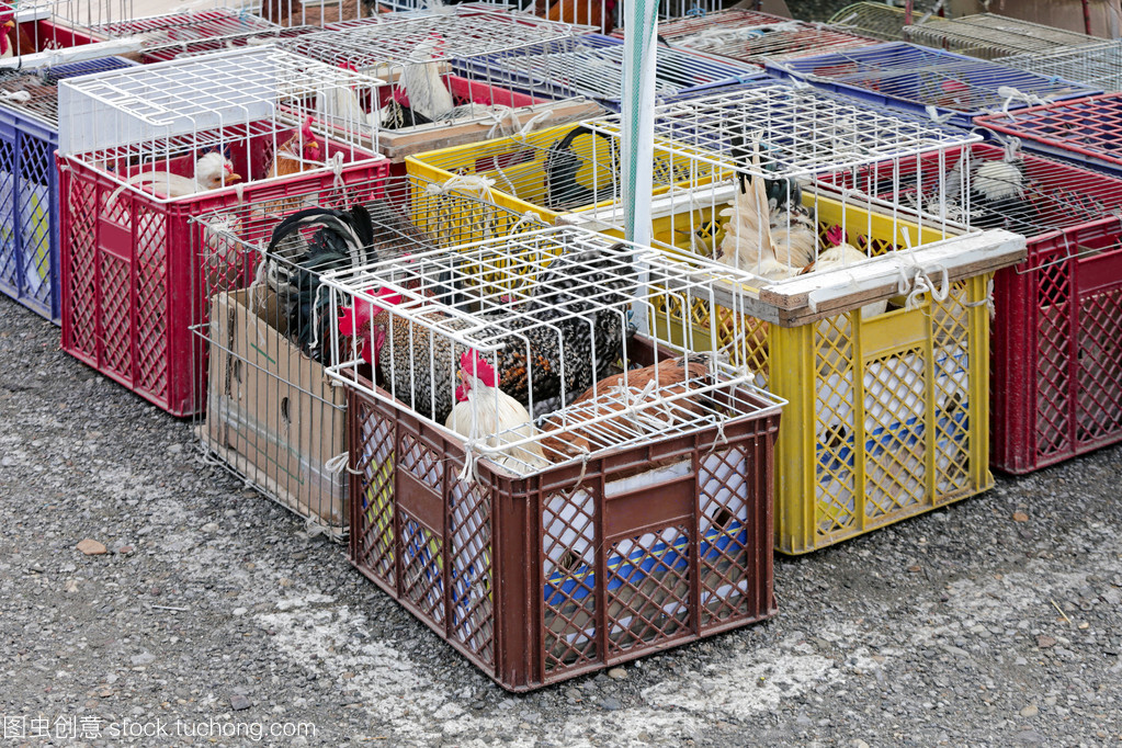 家禽市场板条箱 现代化家禽销售的关键环节与挑战