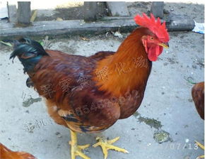 宁阳县红军家禽孵化场 优质红玉鸡苗的专业供应商