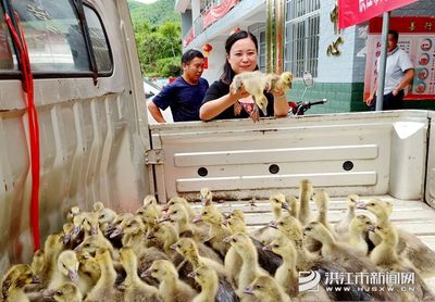 微洪江|干部职工争当农产品“代言人”，助力家禽销售