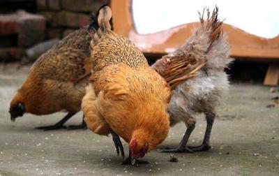 小夫妻回乡创业，打造天然农场，水产批发销售火爆