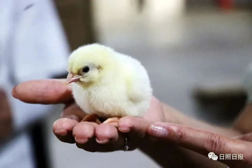 家禽销售与文明建设 共建和谐市场环境