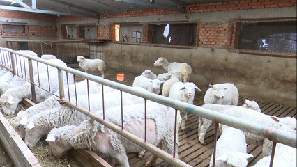 做强畜牧产业 助力乡村振兴——家禽销售的创新路径与实践探索