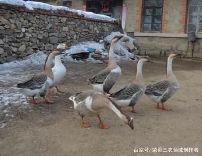 养鹅 传统暴利养殖项目的现实困境