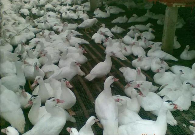 家禽业的寒冬 广西毛鸭价格暴跌，销售市场面临严峻挑战
