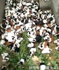 巧思经营 养兔不卖单只，成对销售年入四十万的致富经