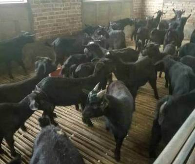 优质家畜销售 小尾寒羊、杜泊绵羊、白山羊、波尔山羊及牛驴，洛阳地区包送上门