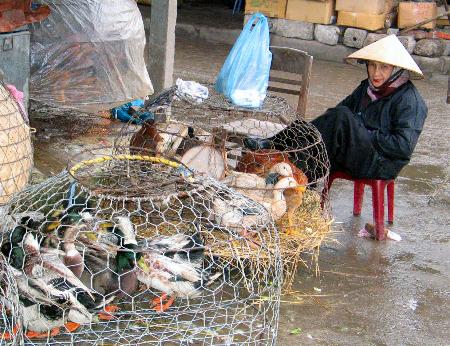 胡志明市全面扑杀家禽阻断禽流感传播，家禽销售紧急叫停