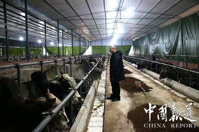 顺林养殖 绿色肉牛养殖与家禽销售双轮驱动，谱写乡村振兴新篇章