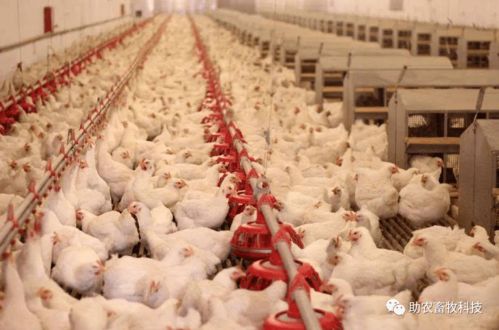 发酵中草药添加剂 肉鸡生长性能的绿色助推器，家禽无抗养殖的高效助手