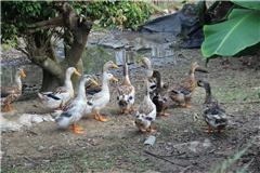 田园之味 家庭自产无公害蔬菜与家禽的健康新选择