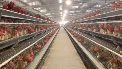 成都家禽企业成功登陆港交所，区域农业产业化迎来新里程碑